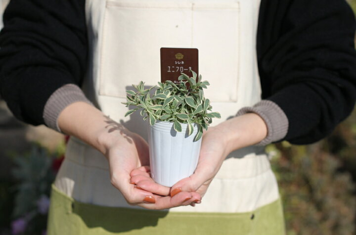 楽天市場 シレネ ユニフローラ 苗 6ポットセット ドレッツ バリエガータ 斑入り 常緑 宿根草 多年草 カラーリーフ 耐寒性 寄せ植え 花壇ポット Gardens ガーデンズ