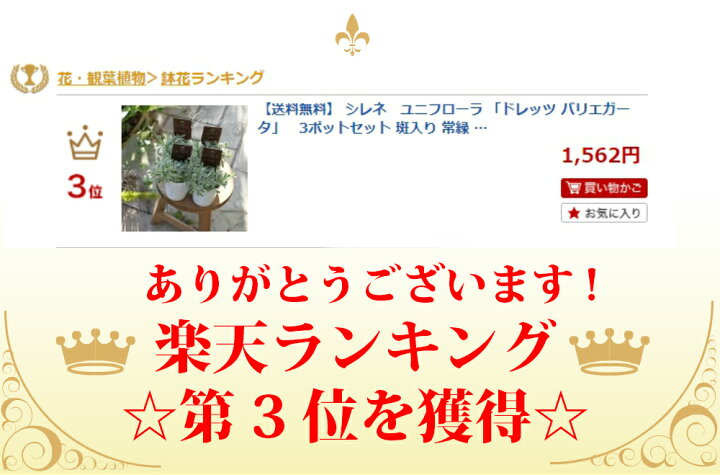 楽天市場 シレネ ユニフローラ 苗 6ポットセット ドレッツ バリエガータ 斑入り 常緑 宿根草 多年草 カラーリーフ 耐寒性 寄せ植え 花壇ポット Gardens ガーデンズ