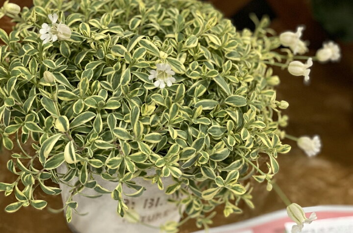 楽天市場 シレネ ユニフローラ 苗 6ポットセット ドレッツ バリエガータ 斑入り 常緑 宿根草 多年草 カラーリーフ 耐寒性 寄せ植え 花壇ポット Gardens ガーデンズ