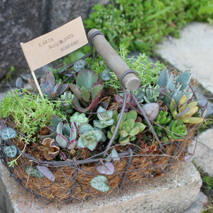 楽天市場】多肉植物 カット 苗 「6個セット」 植物 寄せ植え セット  
