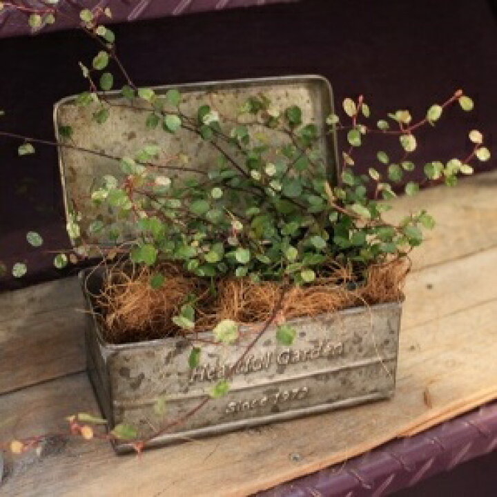 楽天市場 ワイヤープランツ 6ポットセット グランドカバー 寄せ植え 宿根草 ポット苗 耐寒性 インテリアグリーンインドアグリーン つる性 送料無料 ミューレンベッキア Gardens ガーデンズ