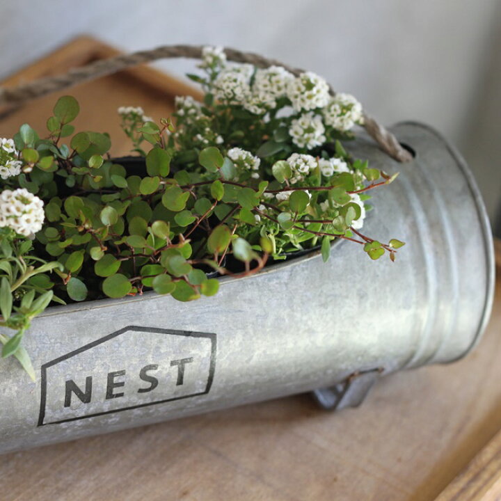 楽天市場 ワイヤープランツ 6ポットセット グランドカバー 寄せ植え 宿根草 ポット苗 耐寒性 インテリアグリーンインドアグリーン つる性 送料無料 ミューレンベッキア Gardens ガーデンズ