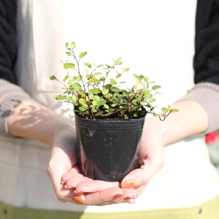 楽天市場 ワイヤープランツ 6ポットセット グランドカバー 寄せ植え 宿根草 ポット苗 耐寒性 インテリアグリーンインドアグリーン つる性 送料無料 ミューレンベッキア Gardens ガーデンズ