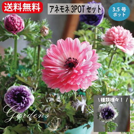 【マラソン期間限定★エントリーでP10倍+MAX10％OFFクーポン】アネモネ ポルト オーロラ アンアリス 八重 ミックス 苗 3POTセット 3.5寸 3．5号 花苗 寄せ植え 花壇 【送料無料】 色 ミックス 【花苗 3号　ロングポット苗 春の花 耐寒性 花苗 セット 送料無料