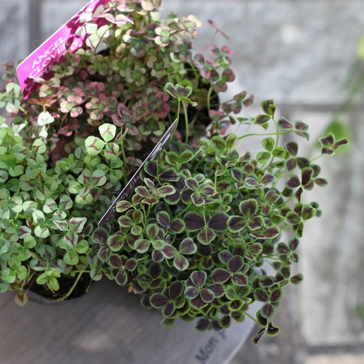 楽天市場 見元園芸 グランドカバー クローバー 見計らい3ポットセット エンジェル 天使のピアス Mimoto ポット苗 カラーリーフ 夏花苗 送料無料 Gardens ガーデンズ