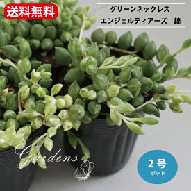 多肉植物　グリーンネックレス 　斑入り　エンジェルティアーズ　錦　2~3寸 2~3号　2ポットセット　 セネシオ　実 クリスマス 花苗 ガーデニング 観葉植物 インドアグリーン　寄せ植え　キク科 セネキオ属 常緑つる性 多肉植物【送料無料】