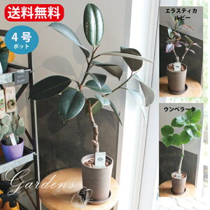 観葉植物 インドゴムの人気商品 通販 価格比較 価格 Com