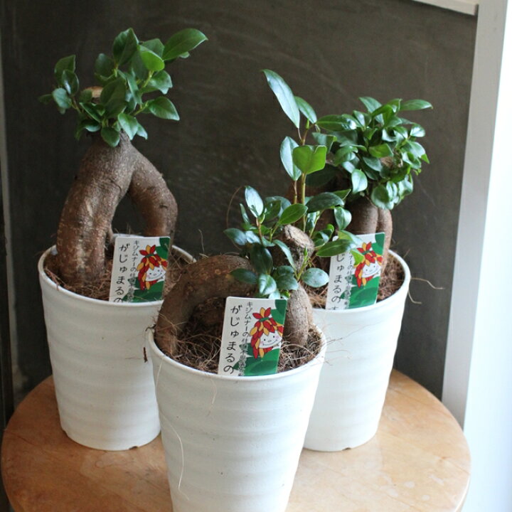 楽天市場 観葉植物 ガジュマル 4号 送料無料 かわいい おしゃれ インテリア 室内 苗 ギフト プレゼント 贈り物 おすすめ 4寸 誕生日 初心者 おすすめ インテリア おうち時間 Gardens ガーデンズ