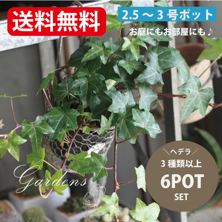 楽天市場 ヘデラ 苗 見計らい3種 6ポットセット アイビー 苗 ポット苗 ハレーボブ アダム ジュディー イエローリップル ホワイトワンダー ミントコリブリ アーニー 観葉植物 グランドカバー つる性 インテリアグリーン インドアグリーン 夏花苗 送料無料 Sspl