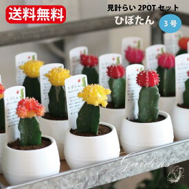 楽天市場 牡丹 苗の通販