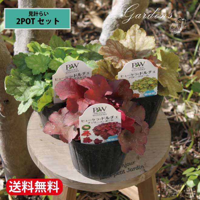 寄せ植えや花壇のアクセントに ヒューケラ 大放出セール 苗 保証 2Pセット 3.5号ポット 寄せ植え 送料無料 3.5寸 カラーリーフ