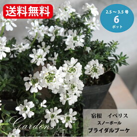 宿根 イベリス スノーボール ブライダルブーケ 2.5〜3.5号 2.5〜3.5寸 6ポットセット花苗 宿根草 ポット苗 ガーデニング 花苗 セット 白【送料無料】 寄せ植え 花壇