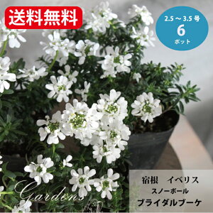 h CxX Xm[{[ uC_u[P 2.5`3.5 2.5`3.5 6|bgZbgԕc h |bgc K[fjO ԕc Zbg yz 񂹐A Ԓd