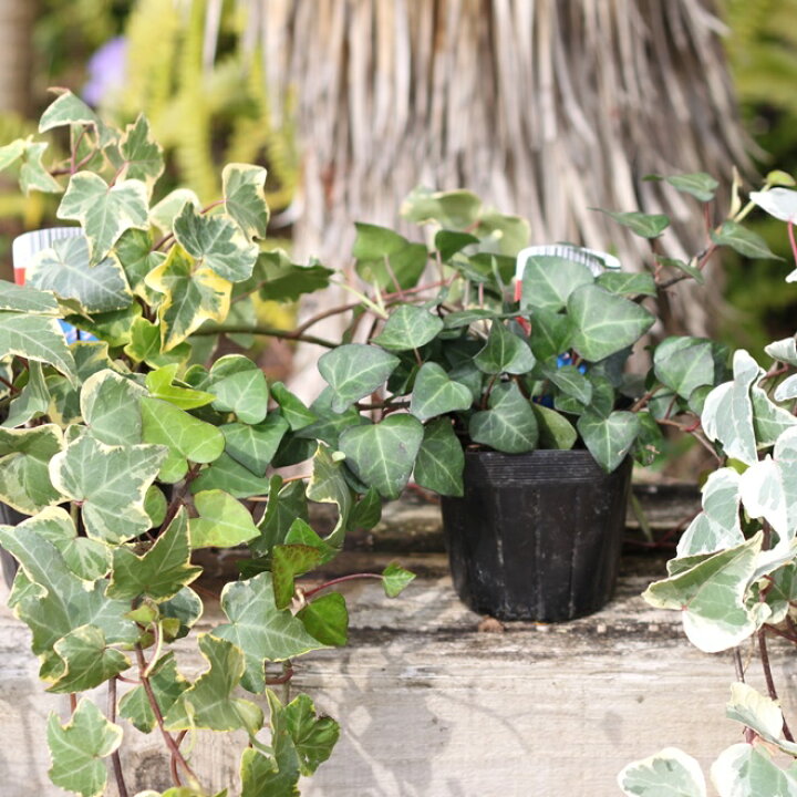 楽天市場 ヘデラ 苗 見計らい3種 6ポットセット アイビー 苗 ポット苗 ハレーボブ アダム ジュディー イエローリップル ホワイトワンダー ミントコリブリ アーニー 観葉植物 グランドカバー つる性 インテリアグリーン インドアグリーン 夏花苗 送料無料 Sspl