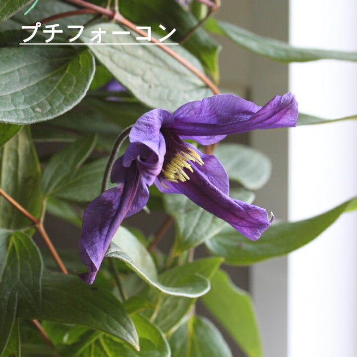 楽天市場 クレマチス 苗 クレマチス 鉢植え クレマチス テッセン クリスパエンジェル たまかずら 若紫 ヘンダ ソニー 5寸 つる性植物 シック 夏咲き 紫 贈り物 宿根草 送料無料 ロウグチ 篭口 母の日 鉢植え クレマチス インテグリフォリア系 強剪定タイプクレマチス 2 楽天市場 クレマチス 苗 クレマチス 鉢植え クレマチス テッセン クリスパエンジェル たまかずら 若紫 ヘンダ ソニー 5寸 つる性植物 シック 夏咲き 紫 贈り物 宿根草 送料無料 ロウグチ 篭口 母の日 鉢植え クレマチス インテグリフォリア系 強剪定タイプクレマチス 2