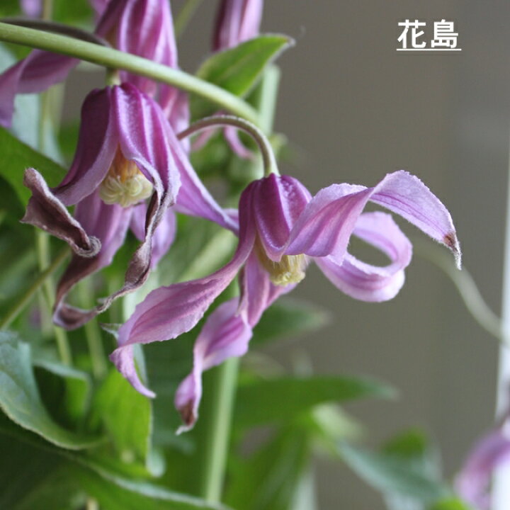 楽天市場 クレマチス 苗 クレマチス テッセン 白麗 ロウグチ 篭口 5寸 つる性植物 シック 夏咲き 花苗 紫 贈り物 宿根草 送料無料 母の日 鉢植え クレマチス クレマチス 鉢植え インテグリフォリア系 新枝咲き 強剪定タイプ クレマチス 2 年 苗 Gardens