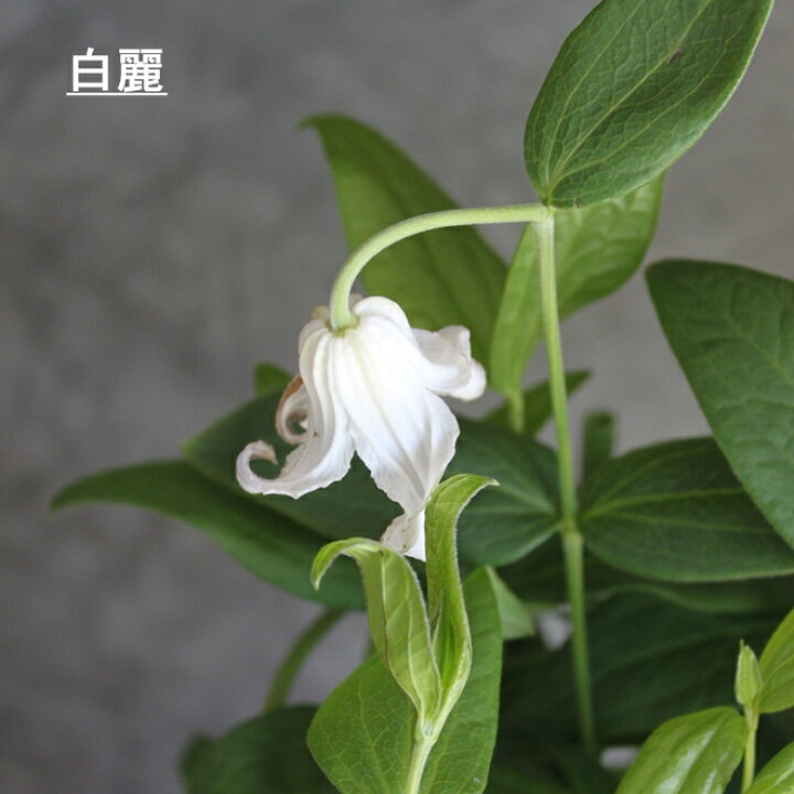 楽天市場 クレマチス 苗 クレマチス テッセン 白麗 ロウグチ 篭口 5寸 つる性植物 シック 夏咲き 花苗 紫 贈り物 宿根草 送料無料 母の日 鉢植え クレマチス クレマチス 鉢植え インテグリフォリア系 新枝咲き 強剪定タイプ クレマチス 2 年 苗 Gardens
