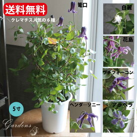 クレマチス 苗 クレマチス テッセン 　白麗　ロウグチ 篭口 5寸 つる性植物 シック 夏咲き 花苗 紫 贈り物 宿根草 【送料無料】　母の日 鉢植え クレマチス　クレマチス 鉢植え インテグリフォリア系（ 新枝咲き・強剪定タイプ ）クレマチス 2 年 苗