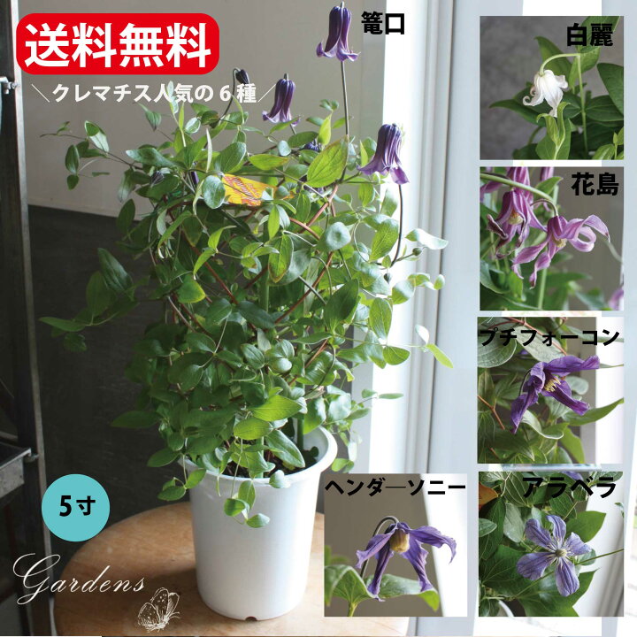 楽天市場 クレマチス 苗 クレマチス テッセン 白麗 ロウグチ 篭口 5寸 つる性植物 シック 夏咲き 花苗 紫 贈り物 宿根草 送料無料 母の日 鉢植え クレマチス クレマチス 鉢植え インテグリフォリア系 新枝咲き 強剪定タイプ クレマチス 2 年 苗 Gardens