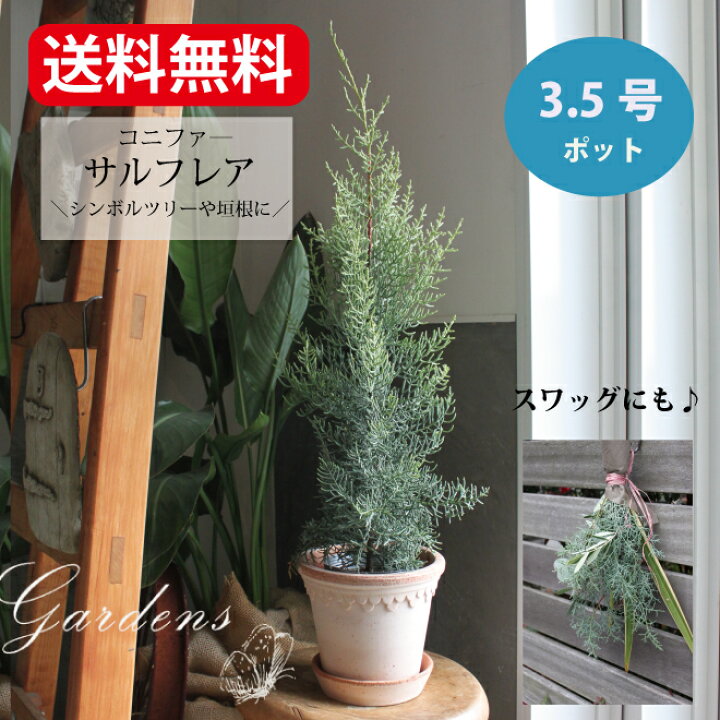 楽天市場 冬 寄せ植え コニファー ガーデン 寄せ植え コニファー サルフレア おすすめ 苗 植木 鉢植え 誕生日 3 5寸 玄関 ガーデニング 送料無料 アリゾナイトスギ サルフレア クリスマスの木 常緑 シンボルツリー 垣根 生垣 クリスマス クリスマスツリー