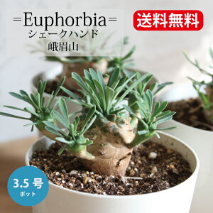 [tHrA@R@VF[Nnh@KrU@3.0`3.5@3.0`3.5@@A@ChAO[ c ϗtA zj JXj Vzj v[g 蕨 yzjO