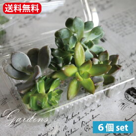 多肉植物 カット 苗 「6個セット」 植物 寄せ植え セット 自分で作る おうち時間 インドアグリーン 観葉植物 ミニサイズ 詰め合わせ お得 子供　花育　【送料無料】