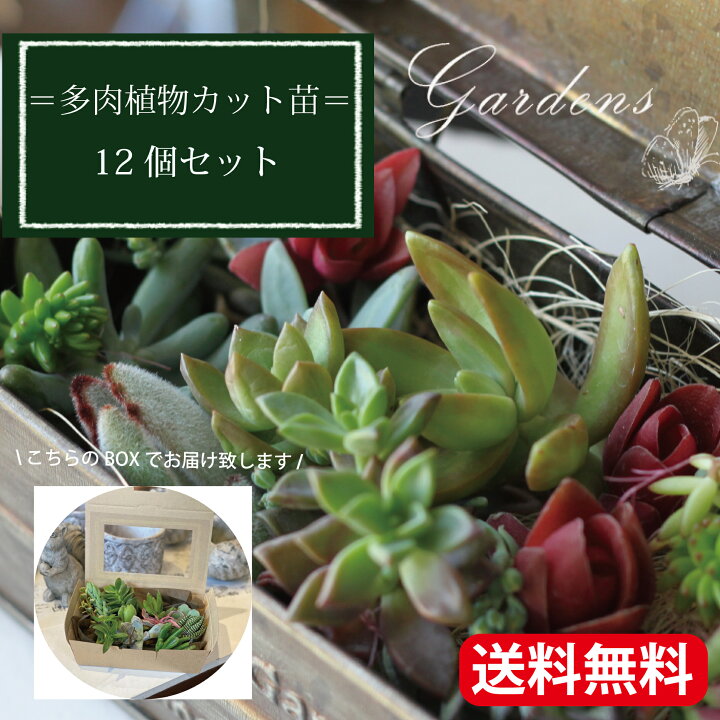 楽天市場 多肉植物 寄せ植え 多肉植物 カット 苗 １２個セット 植物 寄せ植え セット セダム 自分で作る おうち時間 インドアグリーン 観葉植物 ミニサイズ 詰め合わせ お得 子供 花育 送料無料 多肉カット苗 多肉寄せ植え 福袋 多肉寄せ植え手作り Gardens