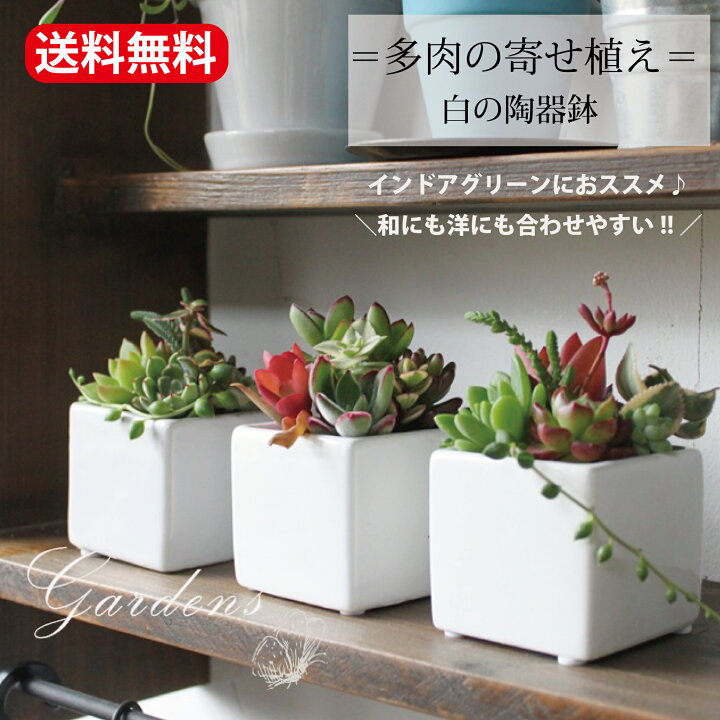 楽天市場】多肉 多肉植物 寄せ植え 『 白い陶器 多肉の寄せ植え 1個  