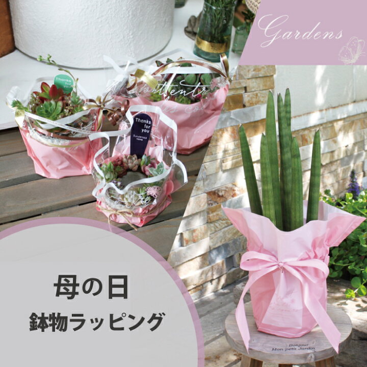 楽天市場】多肉植物 寄せ植え 多肉植物 寄せ植え 多肉の寄せ植え 植物  
