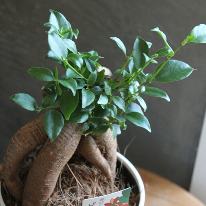 楽天市場 ガジュマル 観葉植物 4号 送料無料 かわいい おしゃれ インテリア 室内 苗 ギフト プレゼント 贈り物 おすすめ 4寸 誕生日 初心者 インテリア おうち時間 幸福をもたらす 卓上 お礼 お祝い 新築祝い 引越し祝い 開店祝い 開所祝い 開業祝い Sspl Gardens