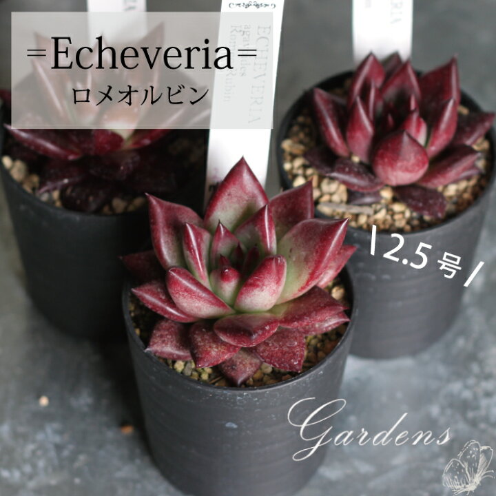 楽天市場 エケベリア ロメオルビン Romeo Rubin ２ ５号 ２ ５寸 １ｐｏｔ 花苗 ガーデニング 観葉植物 インドアグリーン 寄せ植え 多肉植物 ベンケイソウ 送料無料 Gardens ガーデンズ
