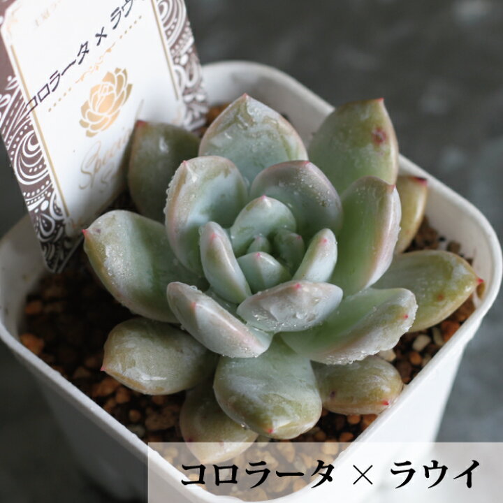 楽天市場 エケベリア スペシャル セレクト 10種から選べる 3号 3寸 1pot 吉坂包装 珍しい品種 人気品種 花苗 ガーデニング 観葉 植物 インドアグリーン 寄せ植え 多肉植物 ベンケイソウ 送料無料 Gardens ガーデンズ 楽天市場 エケベリア スペシャル セレクト 10種から選べる 3号 3寸 1pot 吉坂包装 珍しい品種 人気品種 花苗 ガーデニング 観葉 植物 インドアグリーン 寄せ植え 多肉植物 ベンケイソウ 送料無料 Gardens ガーデンズ