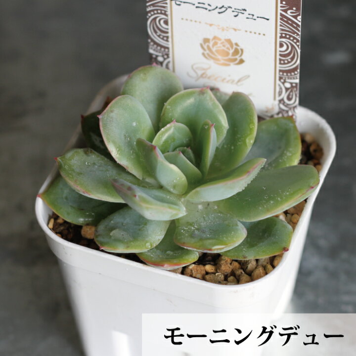 楽天市場 エケベリア スペシャル セレクト １０種から選べる ３号 ３寸 １ｐｏｔ 吉坂包装 珍しい品種 人気品種 花苗 ガーデニング 観葉 植物 インドアグリーン 寄せ植え 多肉植物 ベンケイソウ 送料無料 Gardens ガーデンズ