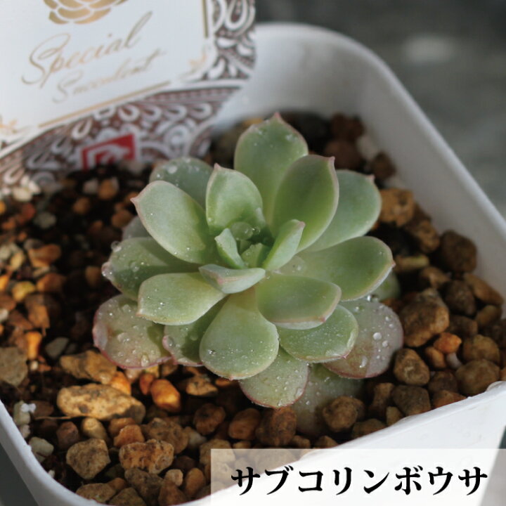 楽天市場 エケベリア スペシャル セレクト １０種から選べる ３号 ３寸 １ｐｏｔ 吉坂包装 珍しい品種 人気品種 花苗 ガーデニング 観葉 植物 インドアグリーン 寄せ植え 多肉植物 ベンケイソウ 送料無料 Gardens ガーデンズ
