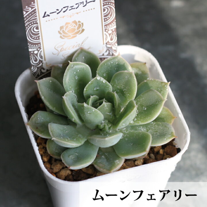 楽天市場 エケベリア スペシャル セレクト １０種から選べる ３号 ３寸 １ｐｏｔ 吉坂包装 珍しい品種 人気品種 花苗 ガーデニング 観葉 植物 インドアグリーン 寄せ植え 多肉植物 ベンケイソウ 送料無料 Gardens ガーデンズ