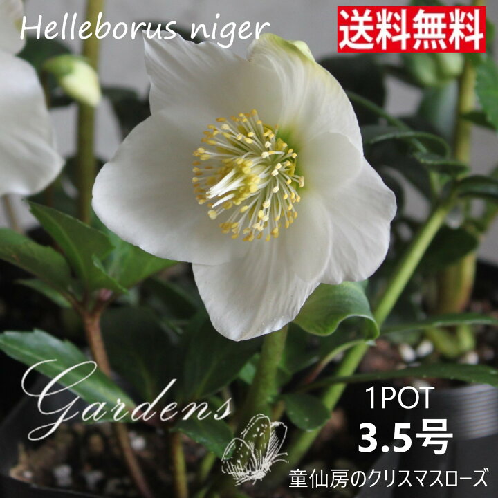 楽天市場 クリスマスローズ Christmas Rose ニゲル 3 5号 3 5寸 １pot 常緑 多年草 耐寒性 宿根草 童仙房ナーセリー 送料無料 Gardens ガーデンズ