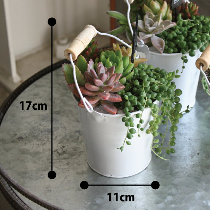 楽天市場 母の日 多肉 母の日 ギフト 多肉植物 ホワイトバケツの多肉の寄せ植え １ｐｏｔ 多肉植物 寄せ植え 取手付 白いバケツ 多肉植物 苗 多肉 セット おうち時間 インドアグリーン 観葉植物 ミニサイズ バケツ ブリキ 送料無料 Gardens ガーデンズ