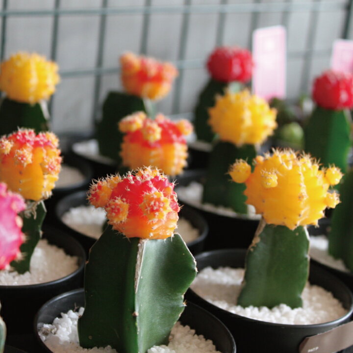 送料無料 観葉植物 サボテン 緋牡丹 ヒボタン ピンク3号ポット