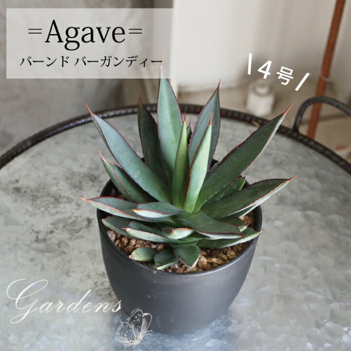 楽天市場 アガベ バーント バーガンディー Agave Burnt Burgundy 多肉植物 インドアグリーン 苗 観葉植物 引っ越し祝い 開店祝い 新築祝い プレゼント 贈り物 4号 送料無料 育て易い 小型 乾燥に強い Gardens ガーデンズ 楽天市場 アガベ バーント バーガンディー Agave Burnt Burgundy 多肉植物 インドアグリーン 苗 観葉植物 引っ越し祝い 開店祝い 新築祝い プレゼント 贈り物 4号 送料無料 育て易い 小型 乾燥に強い Gardens ガーデンズ
