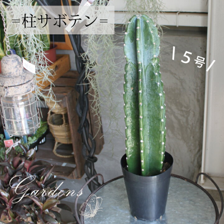 楽天市場 柱サボテン 5号 5寸 サボテン トゲなし インドアグリーン 苗 観葉植物 引越祝い 開店祝い 新築祝い プレゼント 贈り物 送料無料 Gardens ガーデンズ