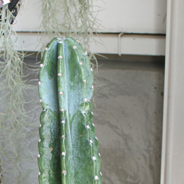 楽天市場 柱サボテン 5号 5寸 サボテン トゲなし インドアグリーン 苗 観葉植物 引越祝い 開店祝い 新築祝い プレゼント 贈り物 送料無料 Gardens ガーデンズ