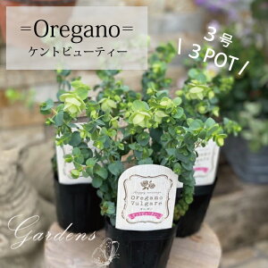 オレガノ 花 苗の人気商品 通販 価格比較 価格 Com
