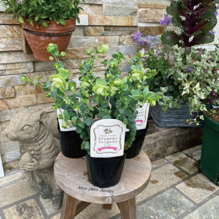楽天市場 オレガノ ケントビューティ 苗 ３号 ３寸 ３ｐｏｔセット 低木 庭木 花木 ハーブ 花オレガノ アロマ 四季咲き 耐寒性 花苗 送料無料 Gardens ガーデンズ