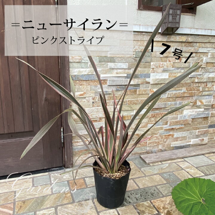 楽天市場 ニューサイラン ピンクストライプ 7号 7寸 苗 マオラン ロックガーデン ドライガーデン 花材 カラーリーフ 寄せ植え 大型 観葉植物 南国 耐寒性 送料無料 夏花苗 Gardens ガーデンズ