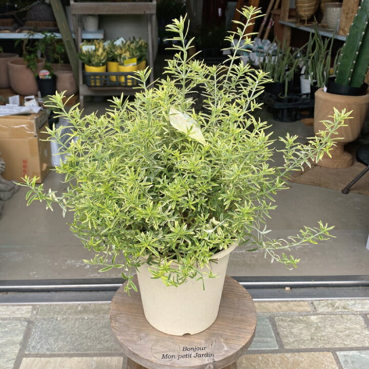 楽天市場 グランドカバー 常緑 ウェストリンギア モーニングライト スモーキーホワイト ライムライト 3 5 0号 3 5 0寸 オーストラリアンローズマリー シルバー 苗 低木 庭木 花木 送料無料 常緑 Gardens ガーデンズ