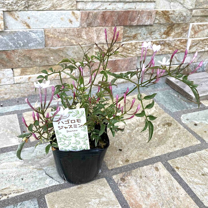 楽天市場 羽衣ジャスミン ハゴロモジャスミン 3号苗 斑入り 斑なし 3寸 3号 ジャスミン ハゴロモジャスミン 庭木 花木 つる植物 香り 送料無料 Gardens ガーデンズ