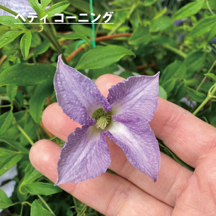 楽天市場 ｽｰﾊﾟｰｾｰﾙ半額 クレマチス 苗 鉢植え クレマチス テッセン クリスパエンジェル たまかずら 若紫 ヘンダ ソニー 5寸 つる性植物 シック 夏咲き 紫 贈り物 宿根草 送料無料 ロウグチ 篭口 母の日 鉢植え クレマチス インテグリフォリア系 強剪定タイプ 夏花苗