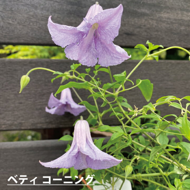 楽天市場 クレマチス 苗 クレマチス 鉢植え クレマチス テッセン クリスパエンジェル たまかずら 若紫 ヘンダ ソニー 5寸 つる性植物 シック 夏咲き 紫 贈り物 宿根草 送料無料 ロウグチ 篭口 母の日 鉢植え クレマチス インテグリフォリア系 強剪定タイプクレマチス 2