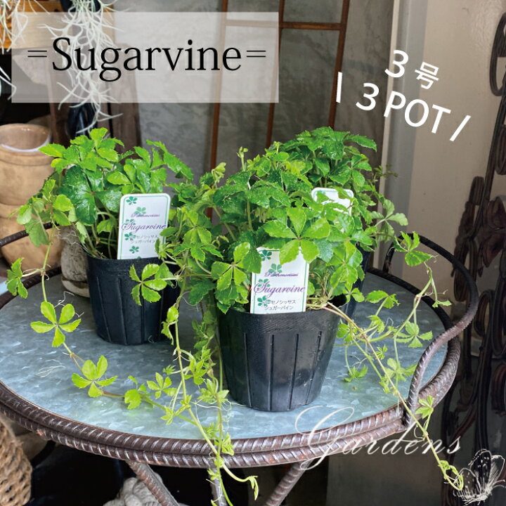 楽天市場 シュガーバイン 3potset 3号 3寸 常緑 観葉植物 インドアグリーン 多年草 グランドカバー つる性植物 常緑 苗 耐暑性 ブーケ テーブルフラワー 草丈 日なた 半日陰 送料無料 丈夫 寄せ植え 花壇 夏花苗 Gardens ガーデンズ
