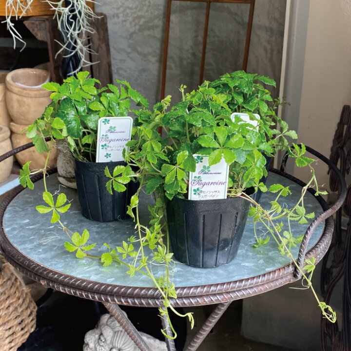 楽天市場 シュガーバイン 3potset 3号 3寸 常緑 観葉植物 インドアグリーン グランドカバー 常緑 多年草 つる性植物 苗 耐暑性 ブーケ テーブルフラワー 草丈 日なた 半日陰 丈夫 寄せ植え 花壇 夏花苗 送料無料 Gardens ガーデンズ